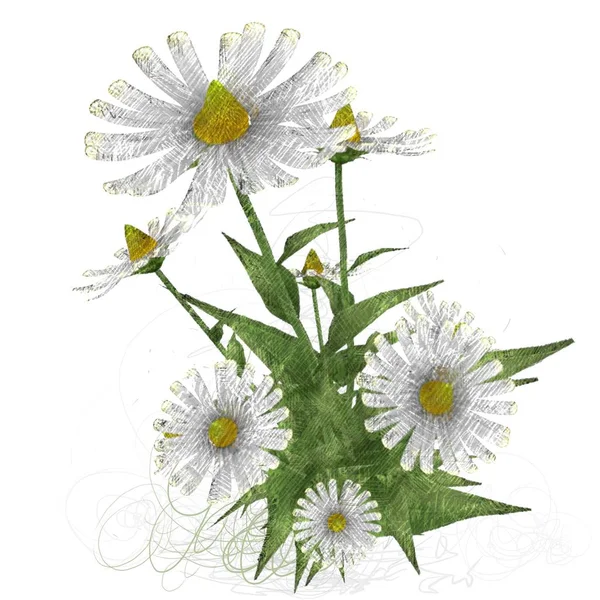 Piękne Kwiaty Kwiat Białym Tle — Zdjęcie stockowe