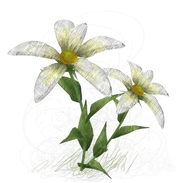 Ακουαρέλα Λουλούδια Άσπρο Φόντο — Φωτογραφία Αρχείου