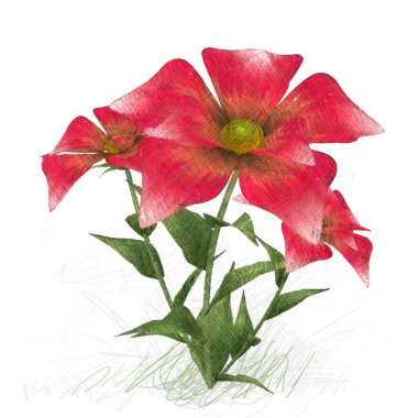 kırmızı gül beyaz arkaplanda izole