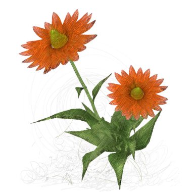 Beyaz arkaplanda güzel çiçekler 