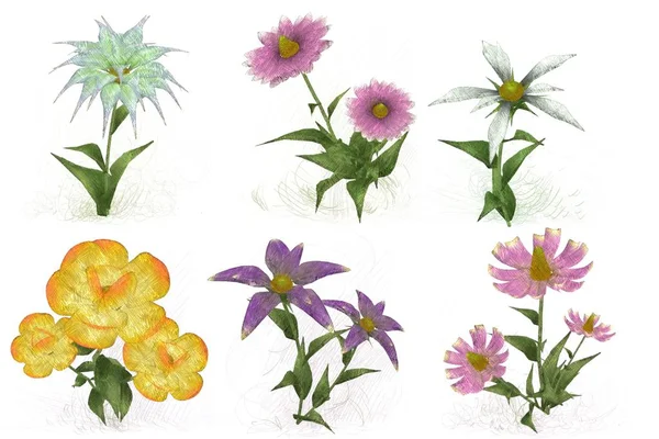 Set Watercolor Flowers White Background — Stock Photo, Image