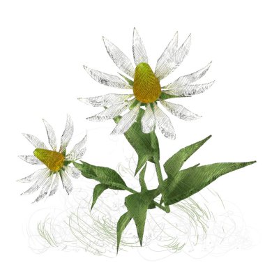 Beyaz arkaplanda güzel çiçekler