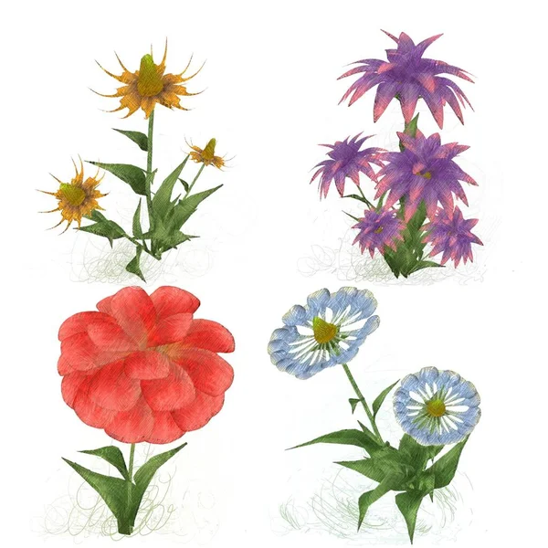 Beyaz Arka Planda Güzel Suluboya Çiçekler — Stok fotoğraf