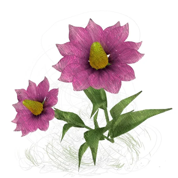 Vackra Blommor Vit Bakgrund — Stockfoto