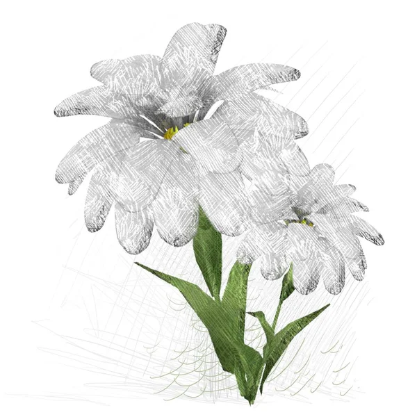 Hermosa Flor Aislada Sobre Fondo Blanco — Foto de Stock