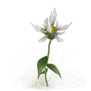 Beyaz arka planda izole çiçek