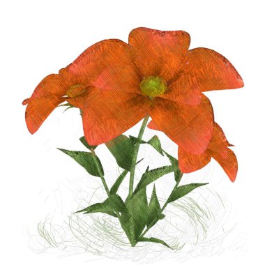 kırmızı gül beyaz arkaplanda izole