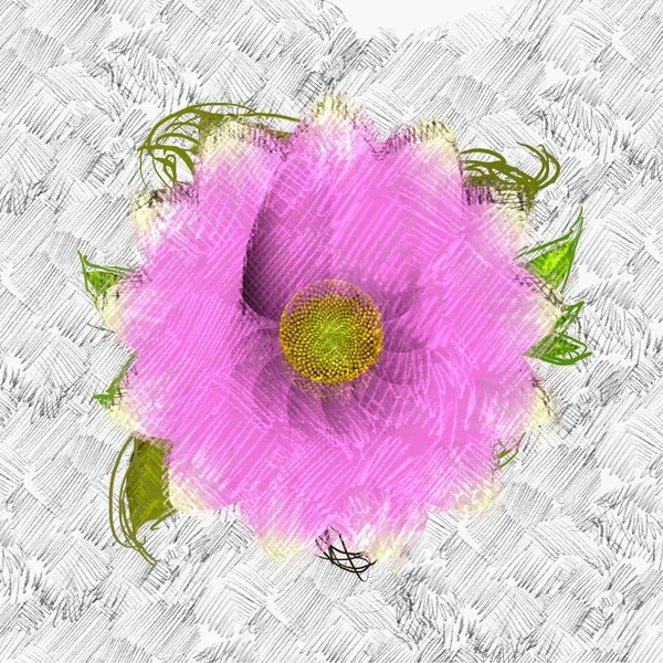 Рожеві Квіти Білому Тлі — стокове фото