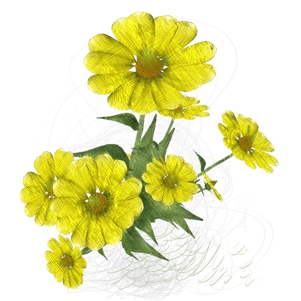 Yellow Flowers Isolated White Background — Stock Photo, Image