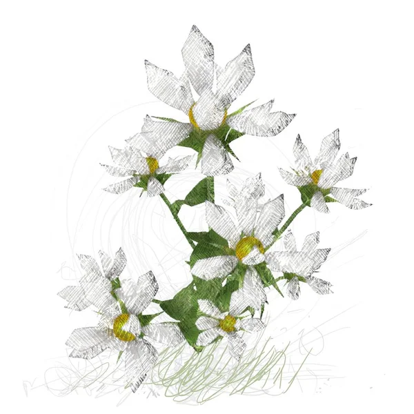 Schöne Blumen Auf Weißem Hintergrund — Stockfoto