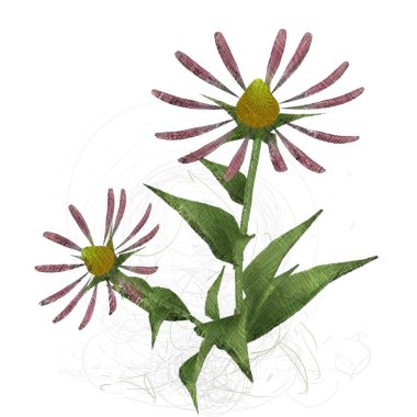 beyaz arkaplanda çiçek