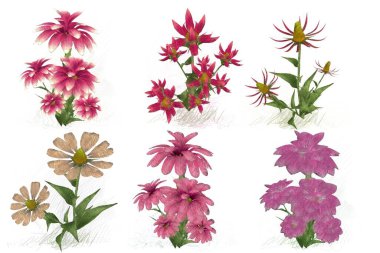 Beyaz arkaplanda güzel çiçekler