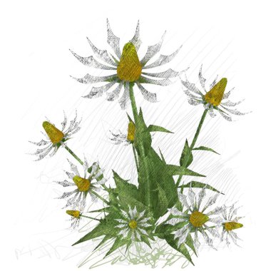 Beyaz arkaplanda izole edilmiş noel ağacı