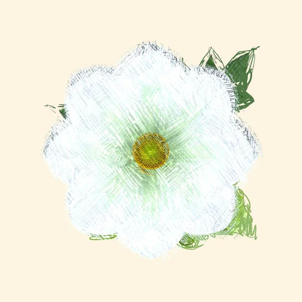 Fleur Isolée Sur Fond Blanc — Photo