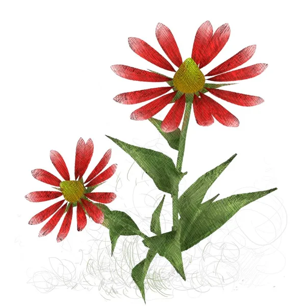 Κόκκινο Λουλούδι Απομονωμένο Λευκό Φόντο — Φωτογραφία Αρχείου
