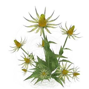 Beyaz arkaplanda güzel çiçekler 