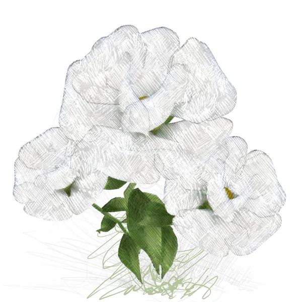 Fiore Verde Sfondo Bianco — Foto Stock