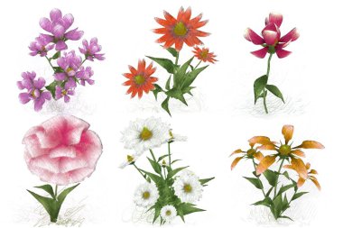 Beyaz arkaplanda güzel çiçekler