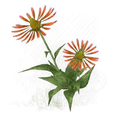 Beyaz arkaplanda güzel çiçekler 