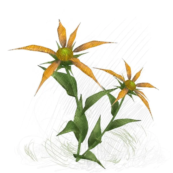 2Dイラスト 装飾的な孤立した花のイメージ 花のイラスト ヴィンテージ植物のアートワーク 手作り図面 — ストック写真