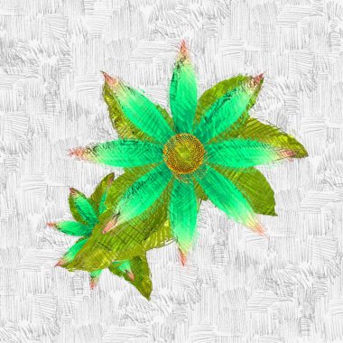 Beyaz arka plan üzerinde renkli çiçekler