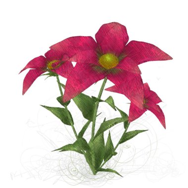 kırmızı gül beyaz arkaplanda izole