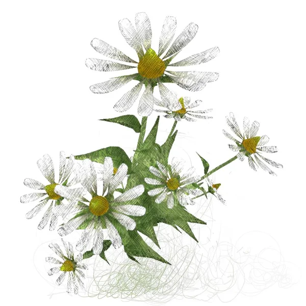 Όμορφα Λουλούδια Λευκό Φόντο — Φωτογραφία Αρχείου