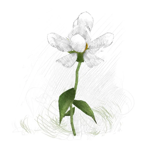 白い背景に孤立した美しい蘭の花 — ストック写真