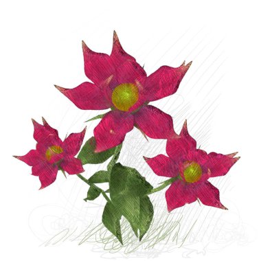 beyaz arkaplanda izole kırmızı çiçekler