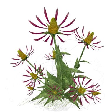 beyaz arkaplanda yeşil yapraklar izole