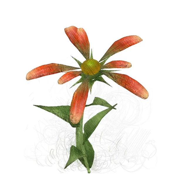 Rote Blume Isoliert Auf Weißem Hintergrund — Stockfoto
