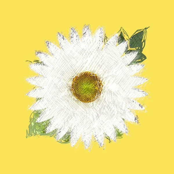 Girasol Sobre Fondo Blanco — Foto de Stock