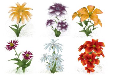 Beyaz arkaplanda güzel çiçekler