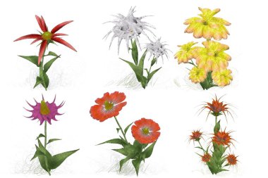 Beyaz arka planda suluboya çiçekler seti