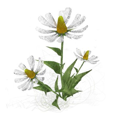 Beyaz arkaplanda izole edilmiş suluboya çiçekleri