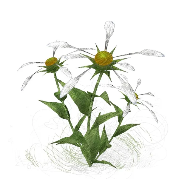 Beyaz Arkaplanda Güzel Çiçekler — Stok fotoğraf