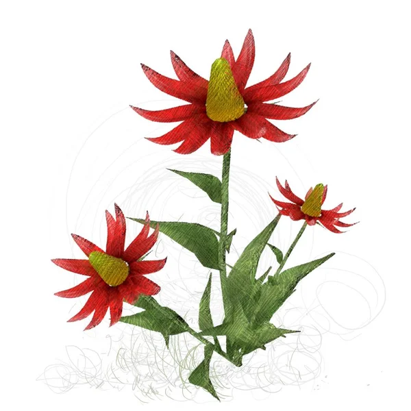 Vörös Fehér Virág — Stock Fotó