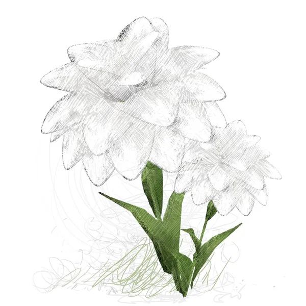 Acuarela Flores Sobre Fondo Blanco — Foto de Stock