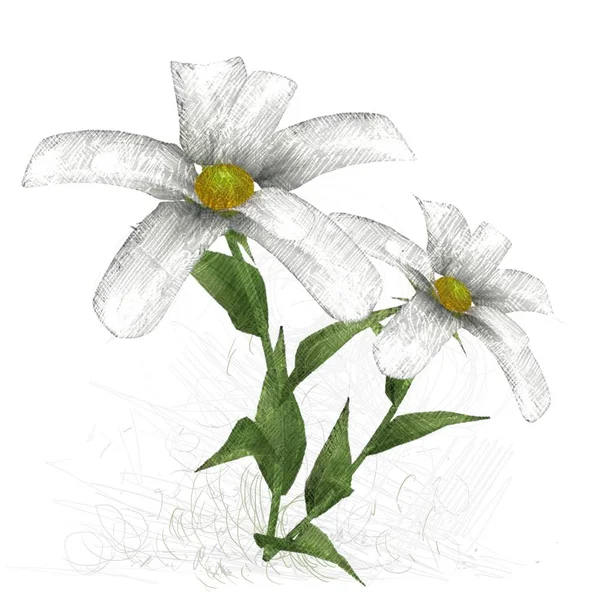 Flower Isolated White Background — Stock Photo, Image