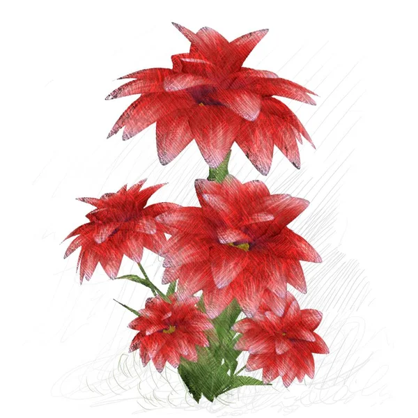 red flowers isolated on white background