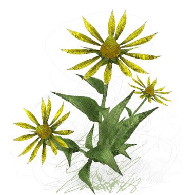 Beyaz arkaplanda güzel çiçekler 