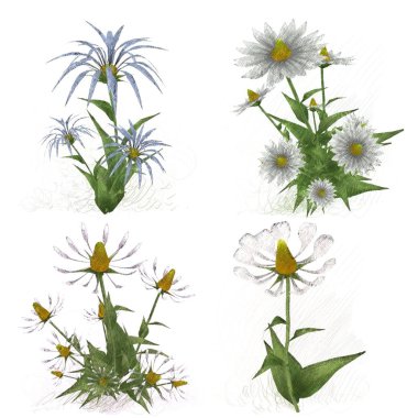 Beyaz arka planda suluboya çiçekler seti