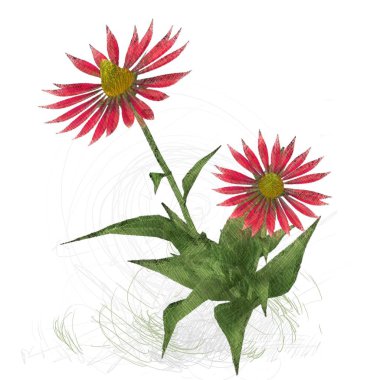 Beyaz arkaplanda güzel çiçekler 