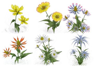 Beyaz arkaplanda güzel çiçekler