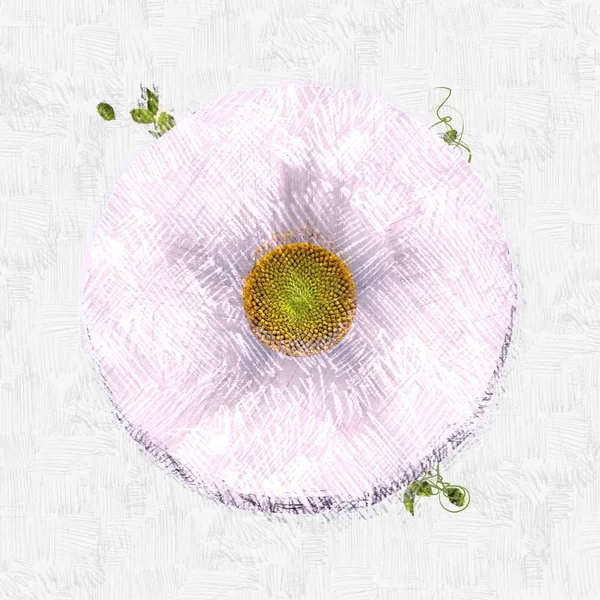 Beyaz Arkaplanda Pembe Çiçekler — Stok fotoğraf