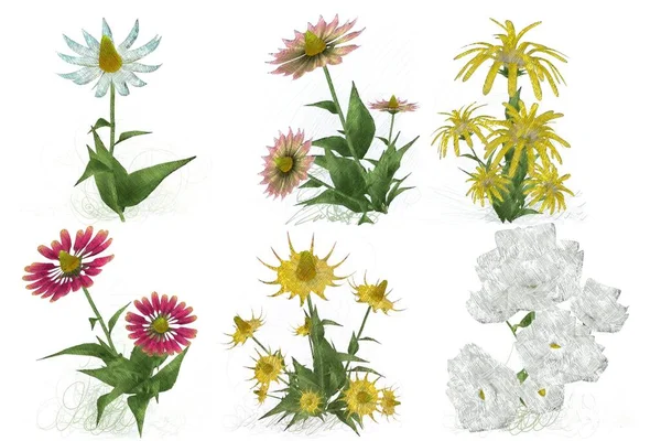 Красиві Квіти Білому Тлі — стокове фото