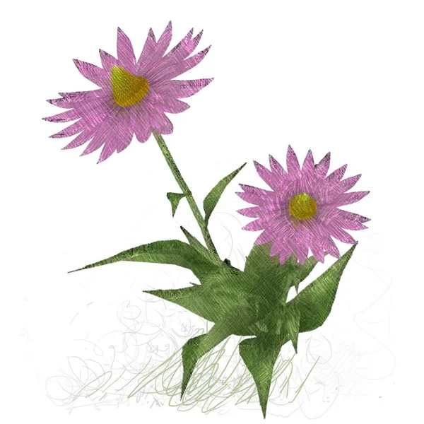 Beyaz arkaplanda güzel çiçekler