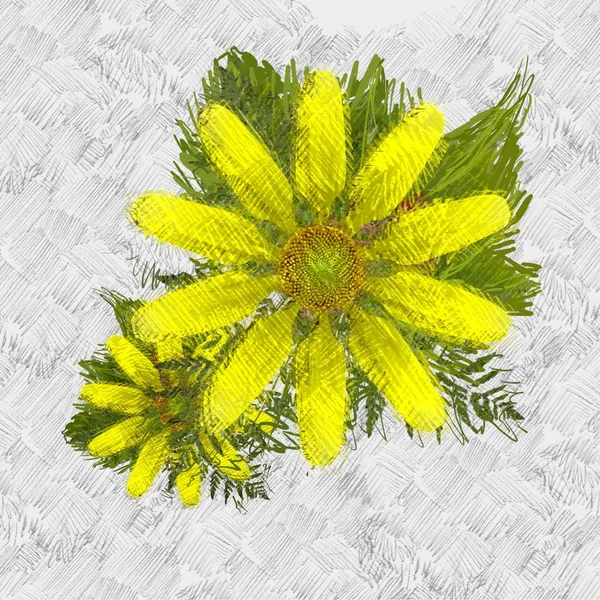 Żółte Kwiaty Białym Tle — Zdjęcie stockowe