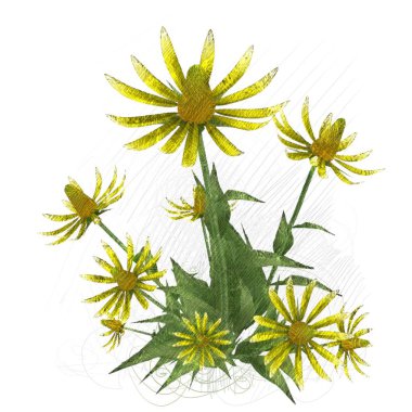 2d illüstrasyon. Dekoratif izole çiçek görüntüsü. Çiçek İllüstrasyon. Vintage botanik sanat. El yapımı çizim.