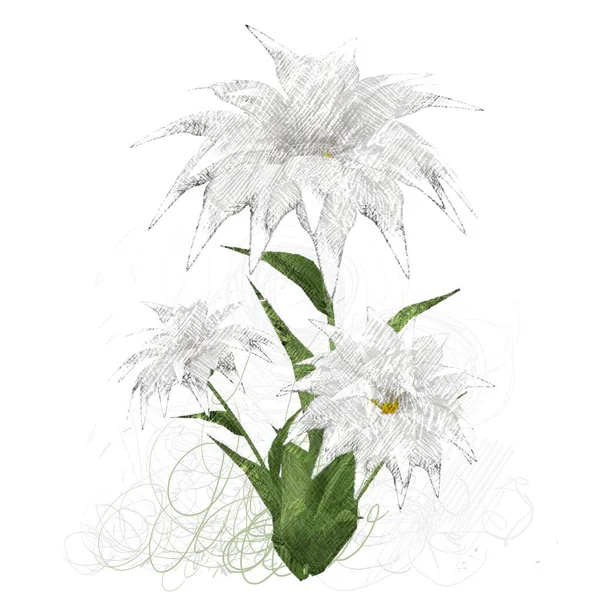 Aquarell Blume Isoliert Auf Weißem Hintergrund — Stockfoto